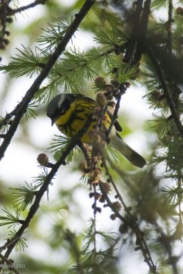 Paruline  tte cendre (Magnolia warbler)