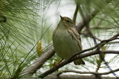 Paruline raye (Blackpoll warbler)