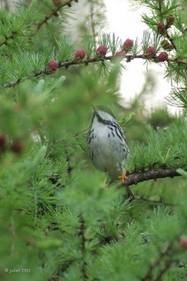 Paruline raye (Blackpoll warbler)