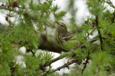 Paruline raye ?(Blackpoll warbler?)