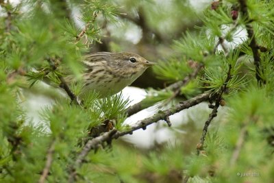 Paruline raye ? (Blackpoll warbler)