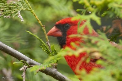 Cardinal rouge (Northern cardinal)