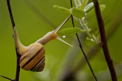Escargot de jardin (White-lipped Snail)
