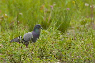 Pigeon biset (Rock dove)