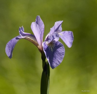 Iris des marais (Marsh iris)