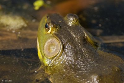 Grenouille verte (Green frog)