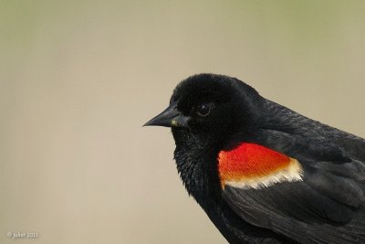 Carouge à épaulettes (Red-winged blackbird)