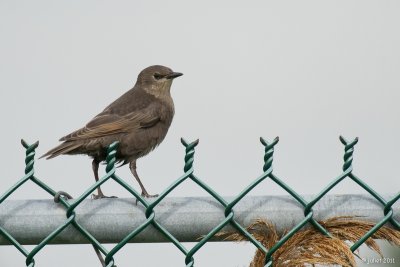 tourneau sansonnet, jeune (Starling, young)