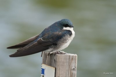 Hirondelle bicolore (Tree swallow)