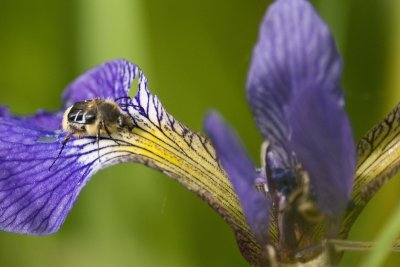 Scarabe des marguerites---Flower scarab beetle (Trichiotinus affinis) on marsh iris
