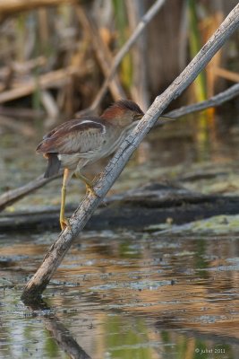 Petit blongios (Least bittern)