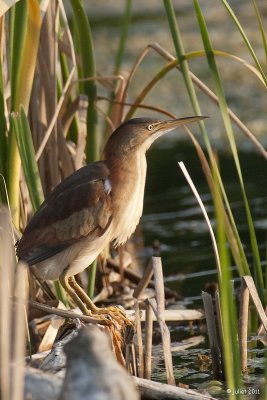 Petit blongios (Least bittern)