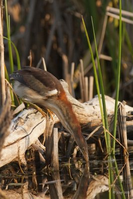 Petit blongios (Least bittern)