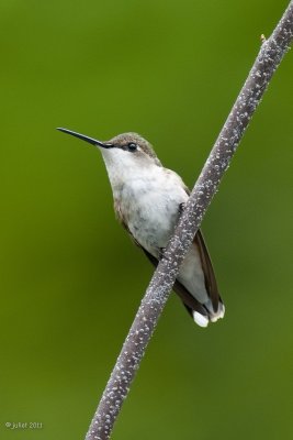 Colibri  gorge rubis, femelle (Ruby-throated hummingbird)