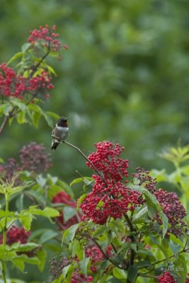 Colibri  gorge rubis, mle (Ruby-throated hummingbird)
