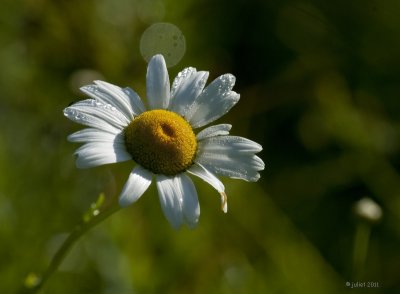 Marguerite (Daisy)