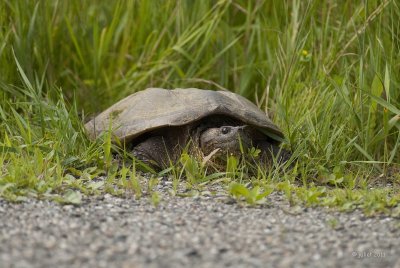 Tortue serpentine (Snapping turtle)