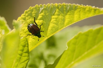 Scarabe japonais (Japanese beetle)