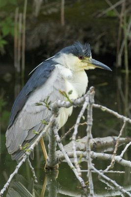 Bihoreau gris (Black-crowned night heron)