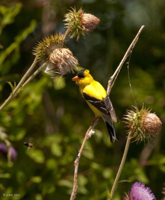 Chardonneret jaune (American goldfinch)