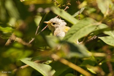 Paruline jaune, juvenile (Yellow warbler)