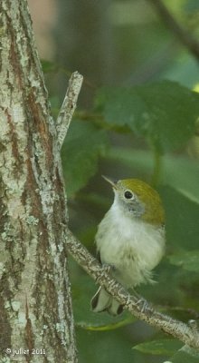 Paruline  flancs marrons jeune (Chestnut-sided Warbler)