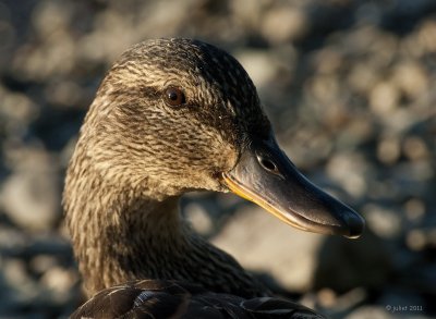 Canard colvert (Mallard)