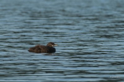 Plongeon huard (Common loon)