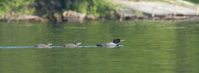 Plongeon huard (Common loon)