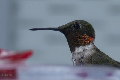 Colibri  gorge rubis (Ruby-throated hummingbird)
