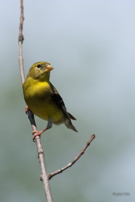 Chardonneret jaune (American goldfinch)