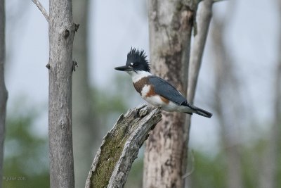 Martin-pcheur d'Amrique femelle (Belted Kingfisher)