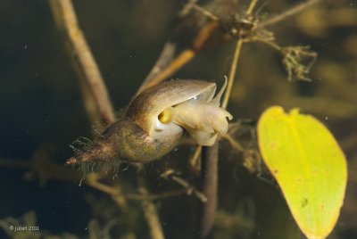 Escargot (Water snail)