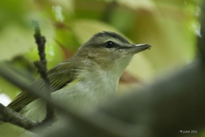 Viro aux yeux rouges (Red-eyed vireo)