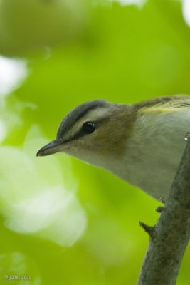 Viro aux yeux rouges (Red-eyed vireo)