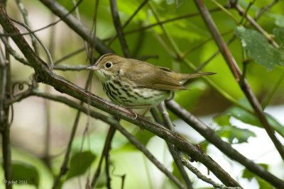 Paruline couronnée (Ovenbird)