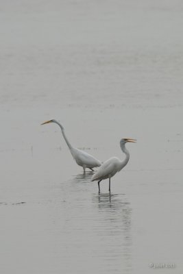 Grande aigrette (Great egret)