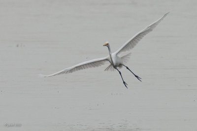 Grande aigrette (Great egret)