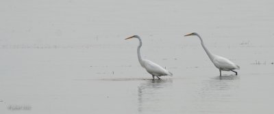 Grande aigrette (Great egret)