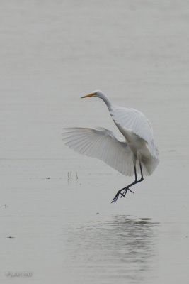 Grande aigrette (Great egret)