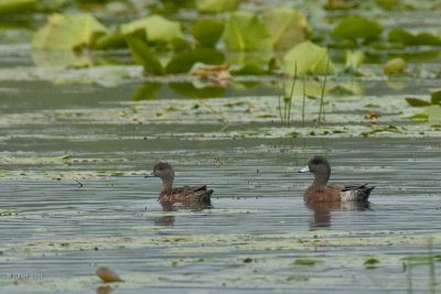 Canard d'Amrique (American wigeon)