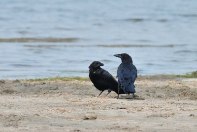 Corneilles d'Amérique (American crow)
