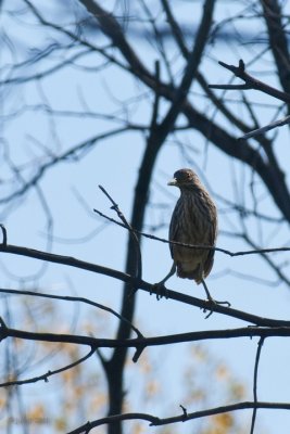 Bihoreau gris jeune (Black-crowned Night-Heron)