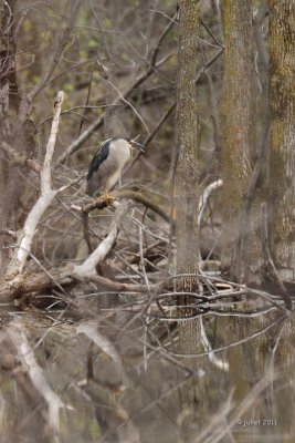 Bihoreau gris (Black-crowned Night-Heron)