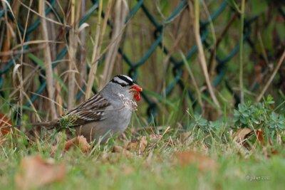 Bruant  couronne blanche (White-Crowned sparrow)