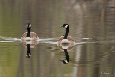 Bernache du Canada (Canada goose)