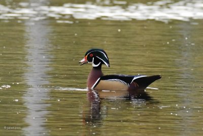 Canard Branchu (Wood duck)