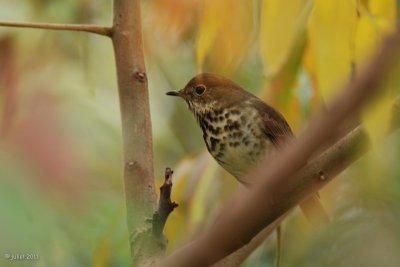 Grive solitaire (Hermit thrush)