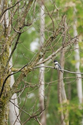 Martin-pcheur dAmrique (Belted kingfisher)