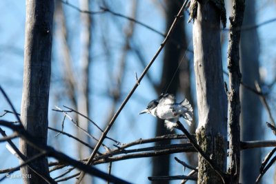 Martin-pcheur d'Amrique (Belted kingfisher)